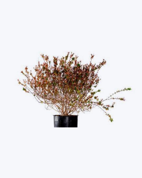 Abelia Compacta