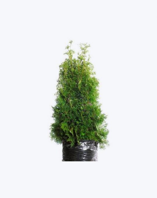 Thuja Fastigiata