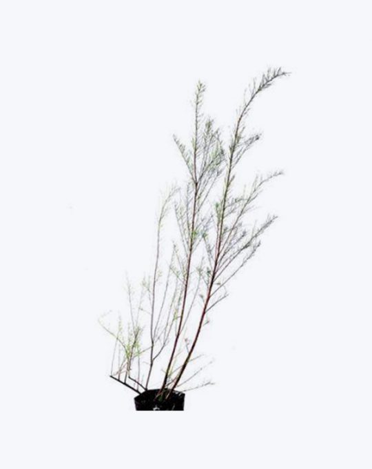 Tamarix