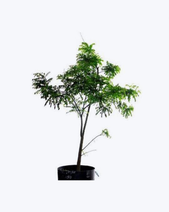 Sophora