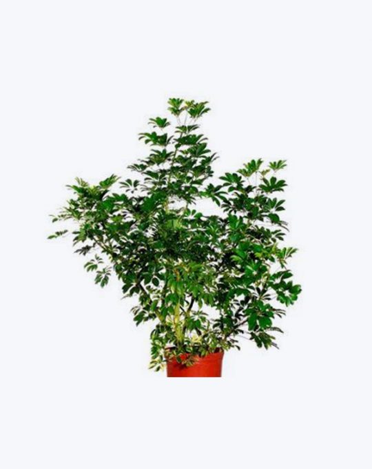 Schefflera Verde