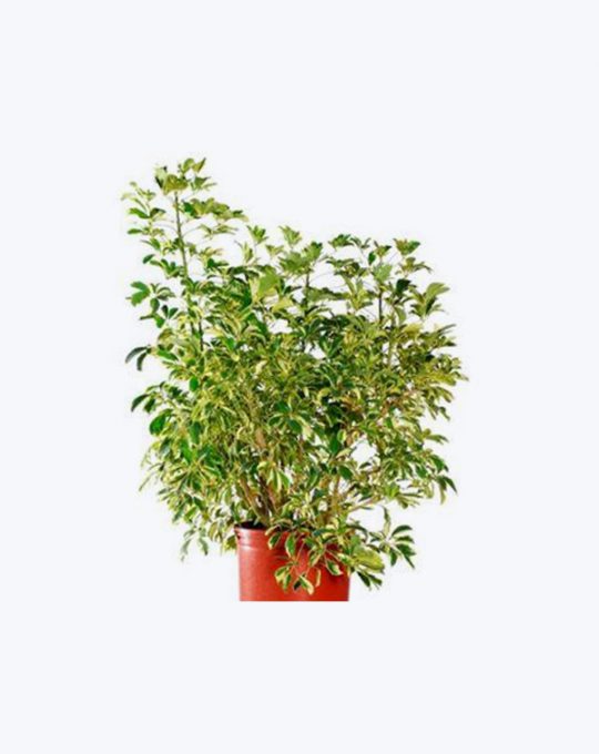 Schefflera Variegada