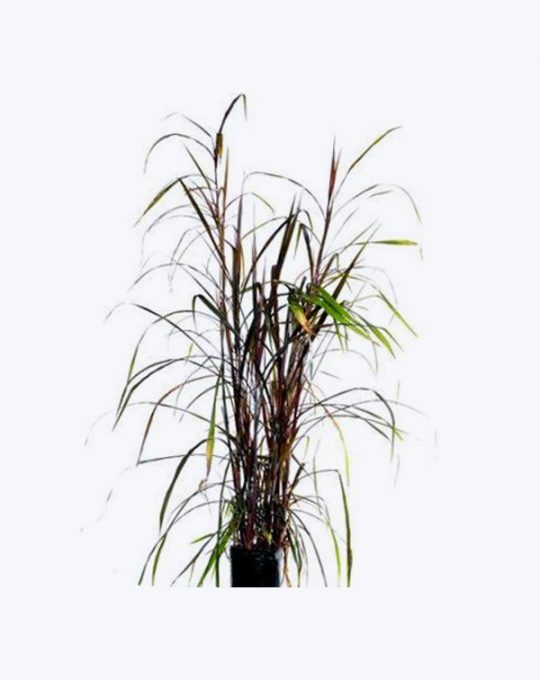 Saccharum Rubrum