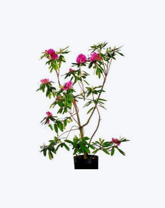 Rododendro