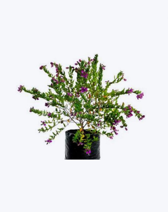 Polygala