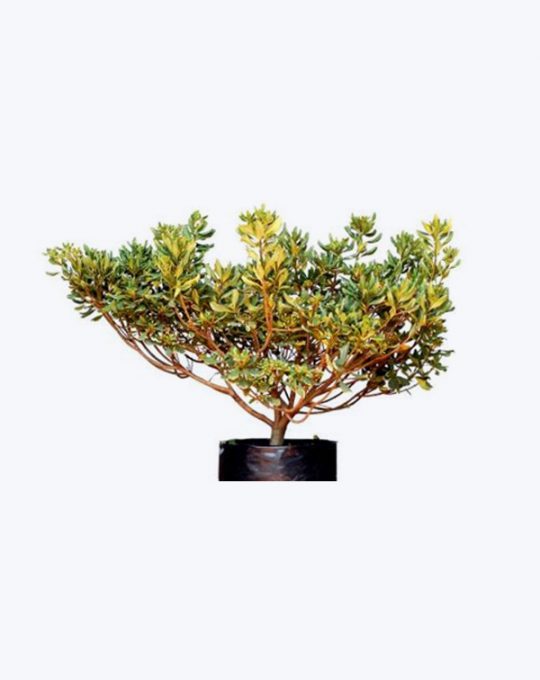 Pittosporum Tobira Varie