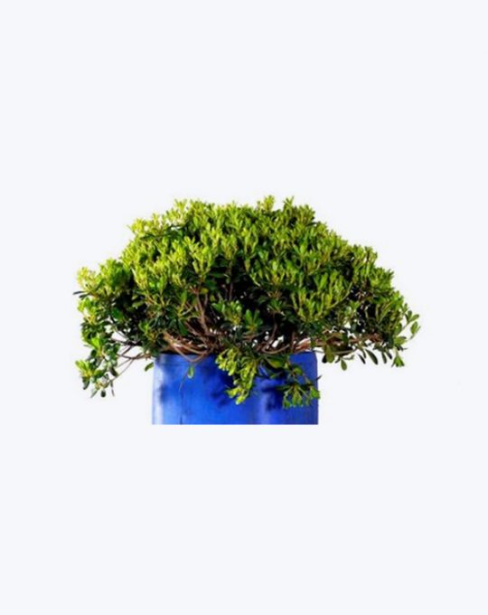 Pittosporum Tobira Nana