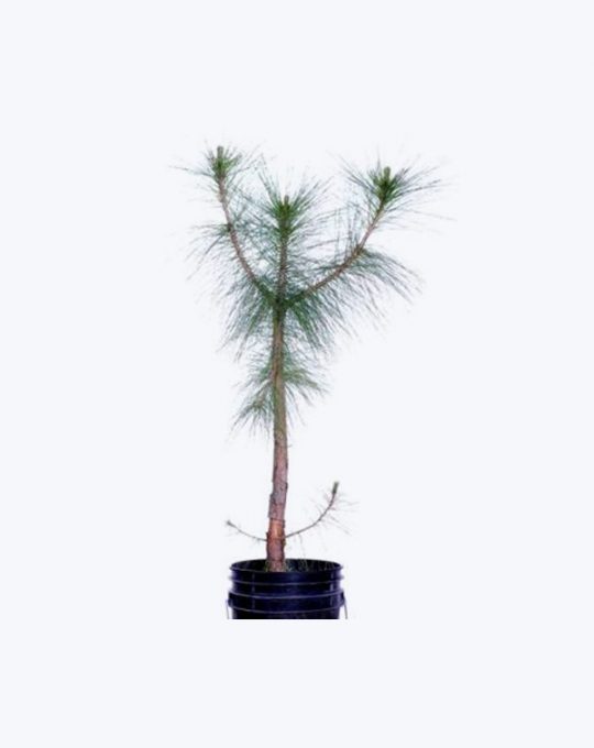 Pinus Canariensis