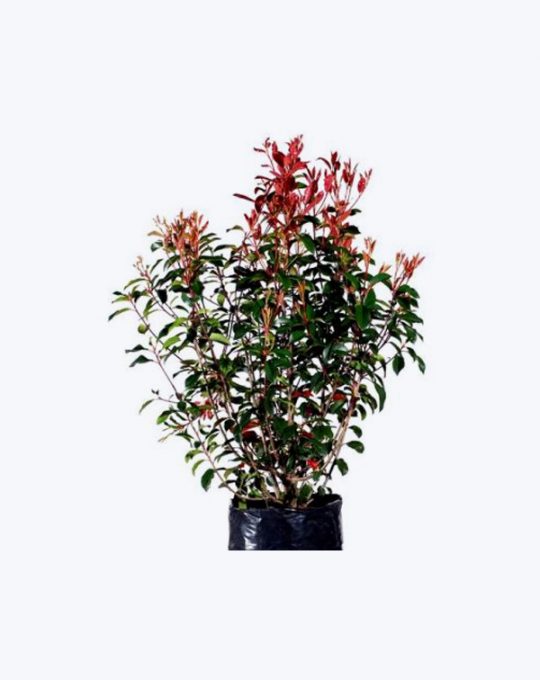 Photinia
