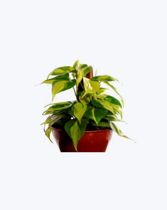 Philodendron Variegado
