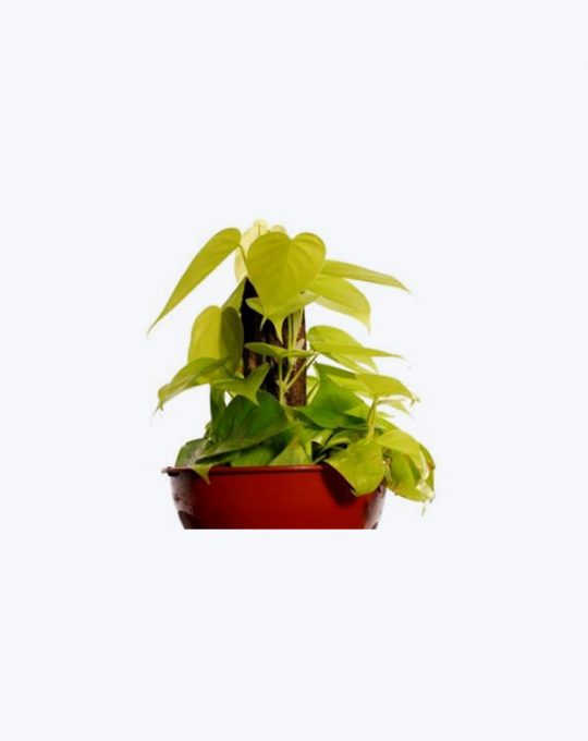Philodendron Aureo
