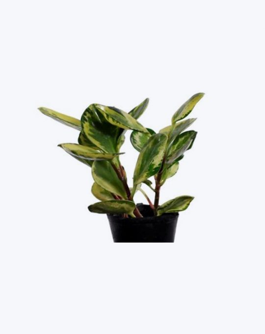 Peperomia