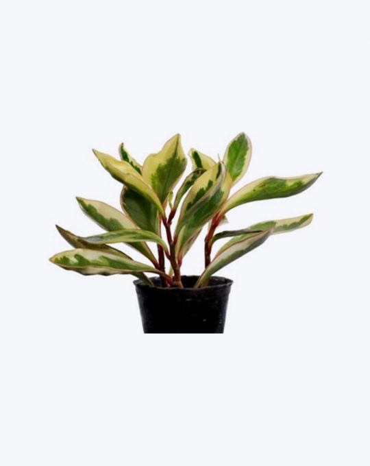 Peperomia
