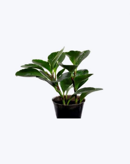 Peperomia