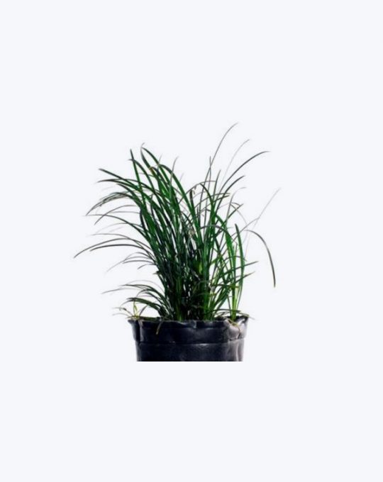 Ophiopogum Verde