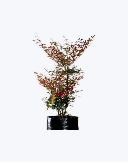 Nandina