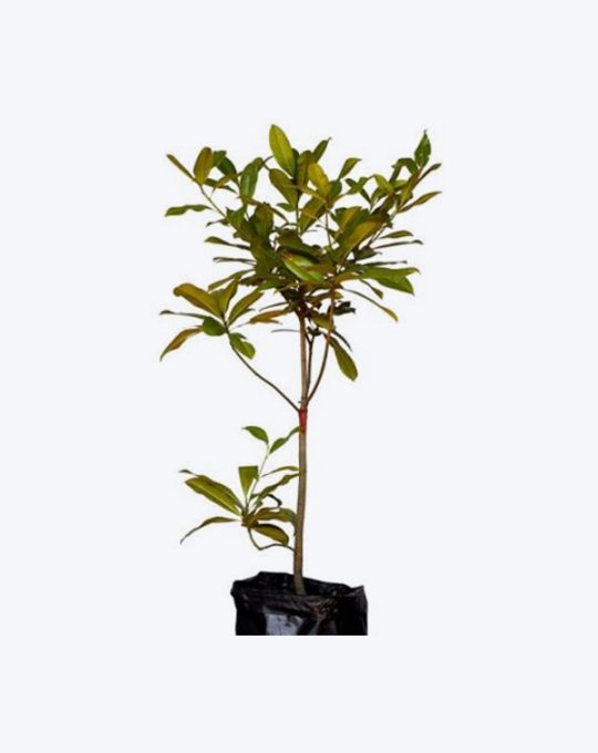Magnolia