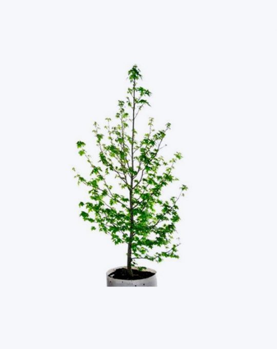Liquidambar