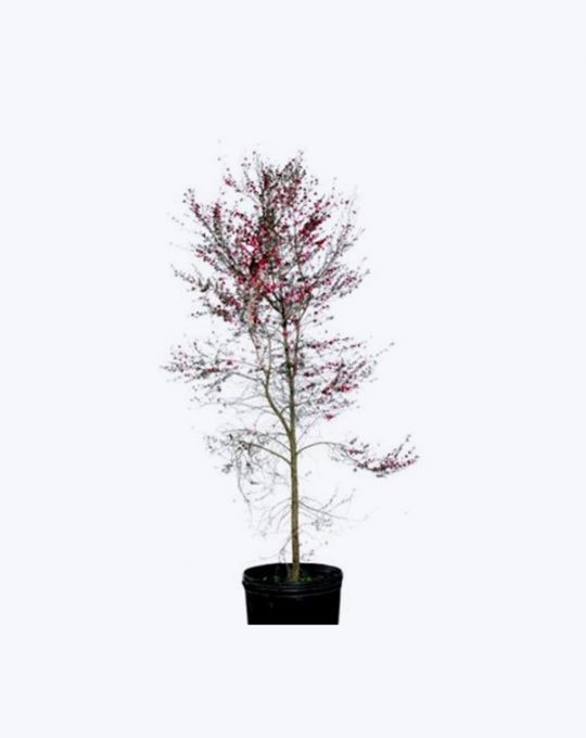 Leptospermum