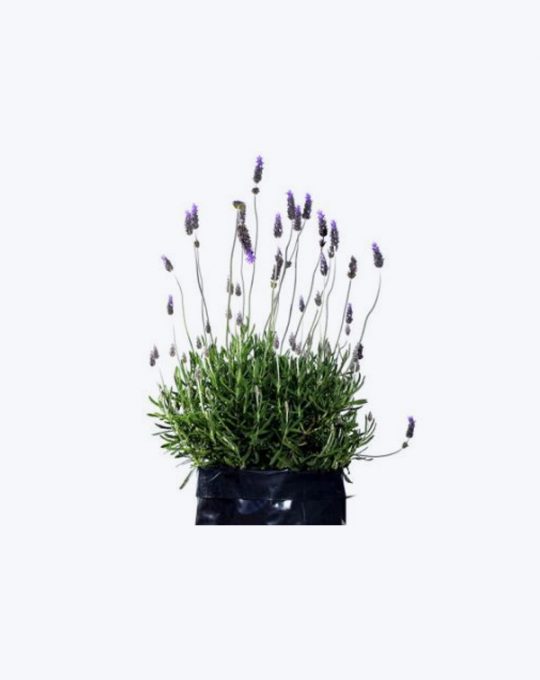 Lavanda Dentata