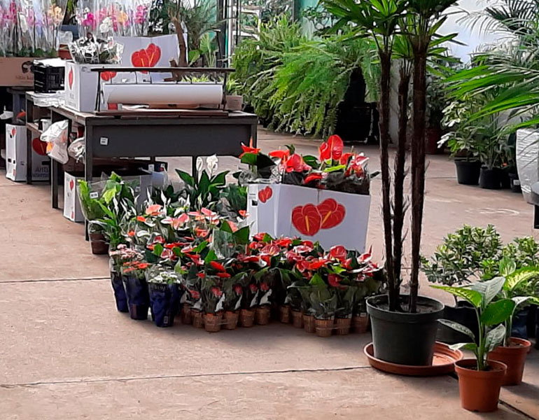 Especial San Valentín - Vivero Musacco