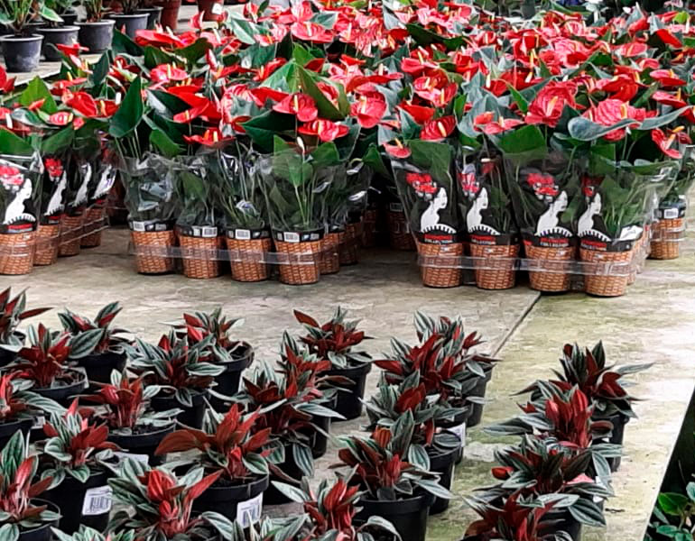 Especial San Valentín - Vivero Musacco