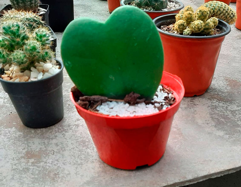 Especial San Valentín - Vivero Musacco