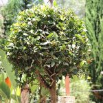 Laurel Topiado Navideño