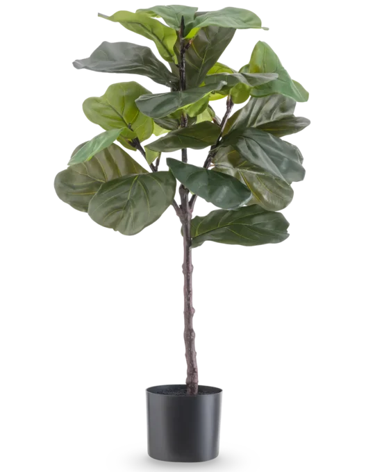 Ficus Tabaksplant Deluxe 90 cm