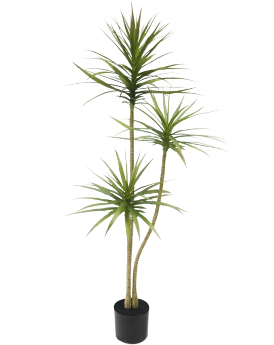 Dracaena Fragnans 150 cm