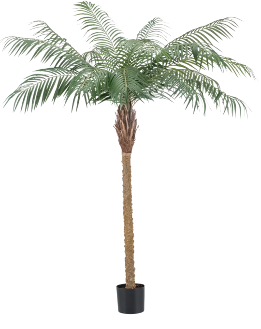 Phoenix Palm De Luxe 180 cm
